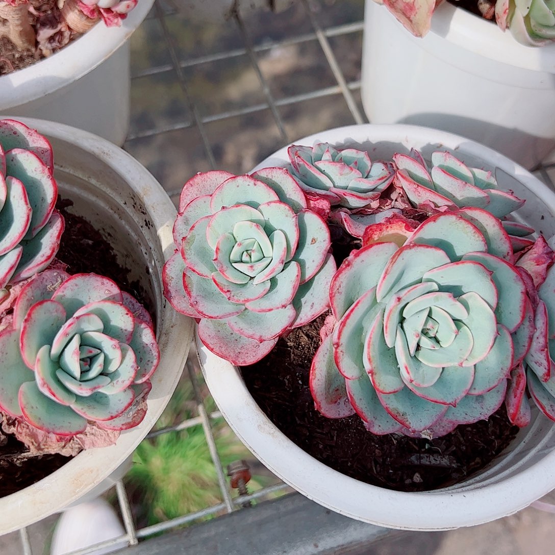 奶油黄桃多头群生精品