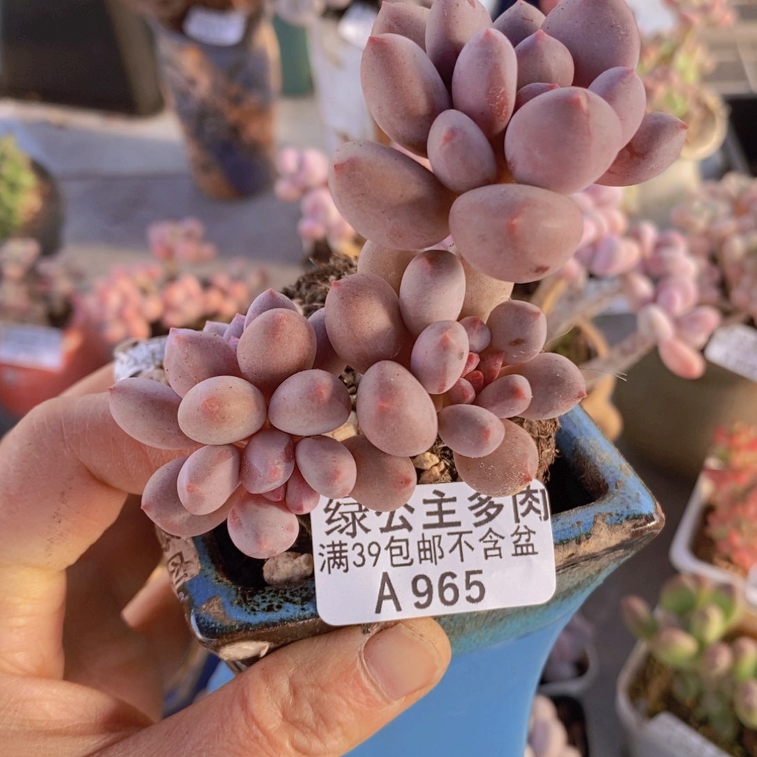 仙子奶7cm965多肉植物