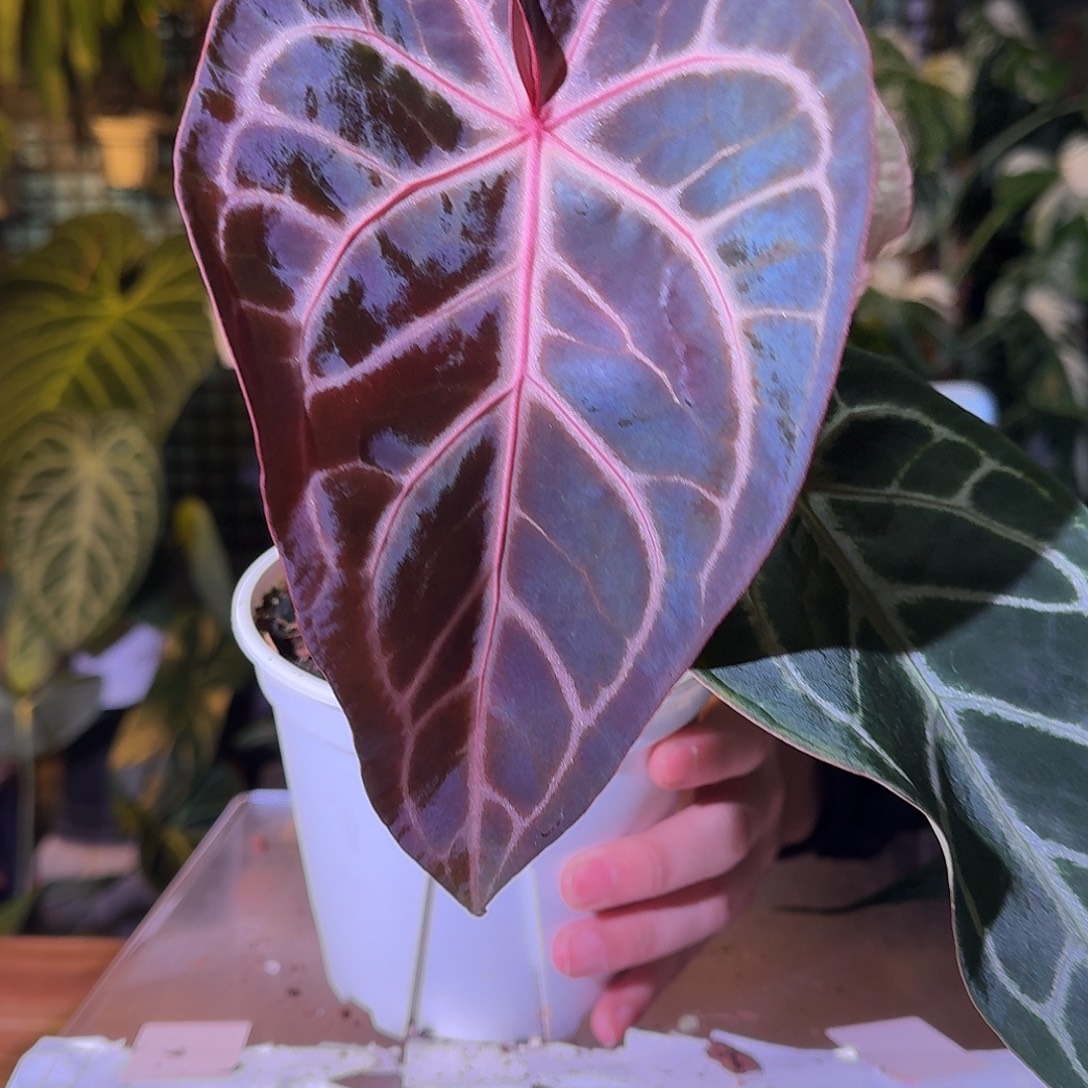 不开花植物G742NSE米歇尔杂