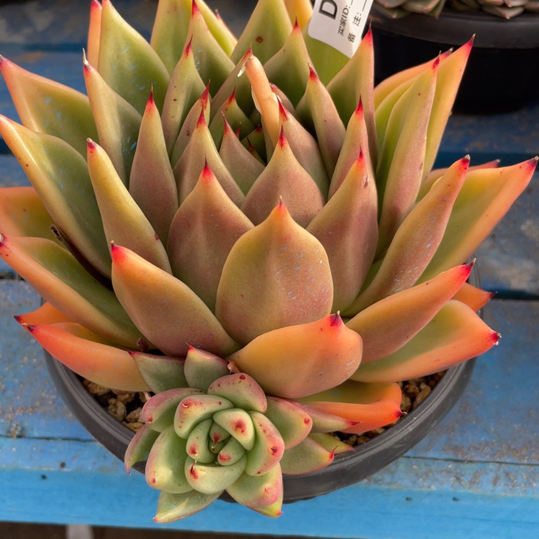 无花朵若如东云单拍D470