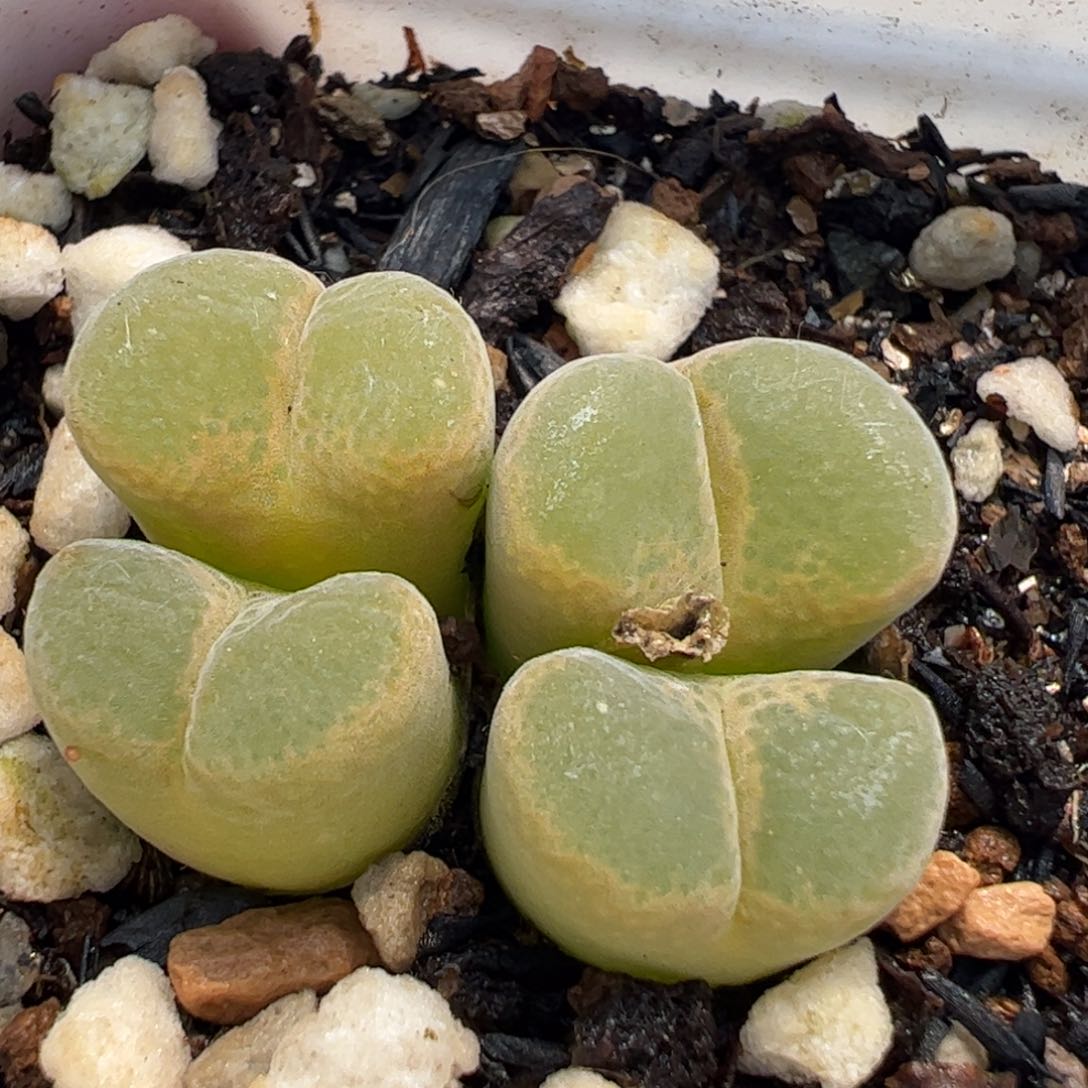 172多肉植物百科