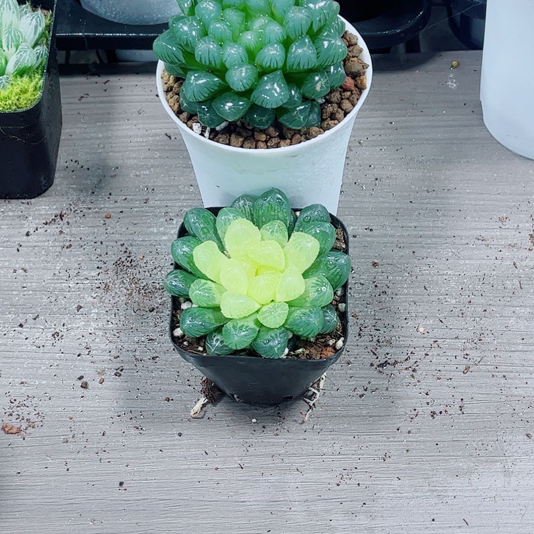 琥珀糯姬玉露一勿一拍