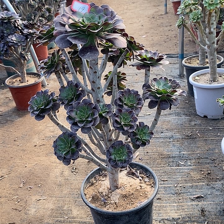 19，圆叶红酒杯有修枝