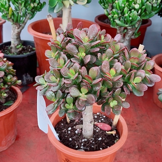 8983糖果姬红花月带盆发货