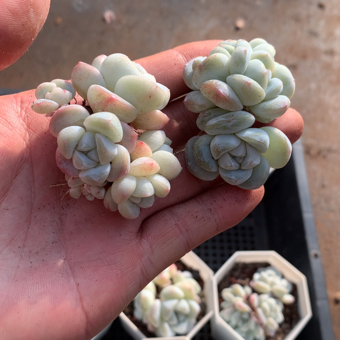 姐姐专拍。   链接。  20号