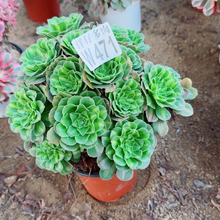 471翡翠琉璃官服22左右2