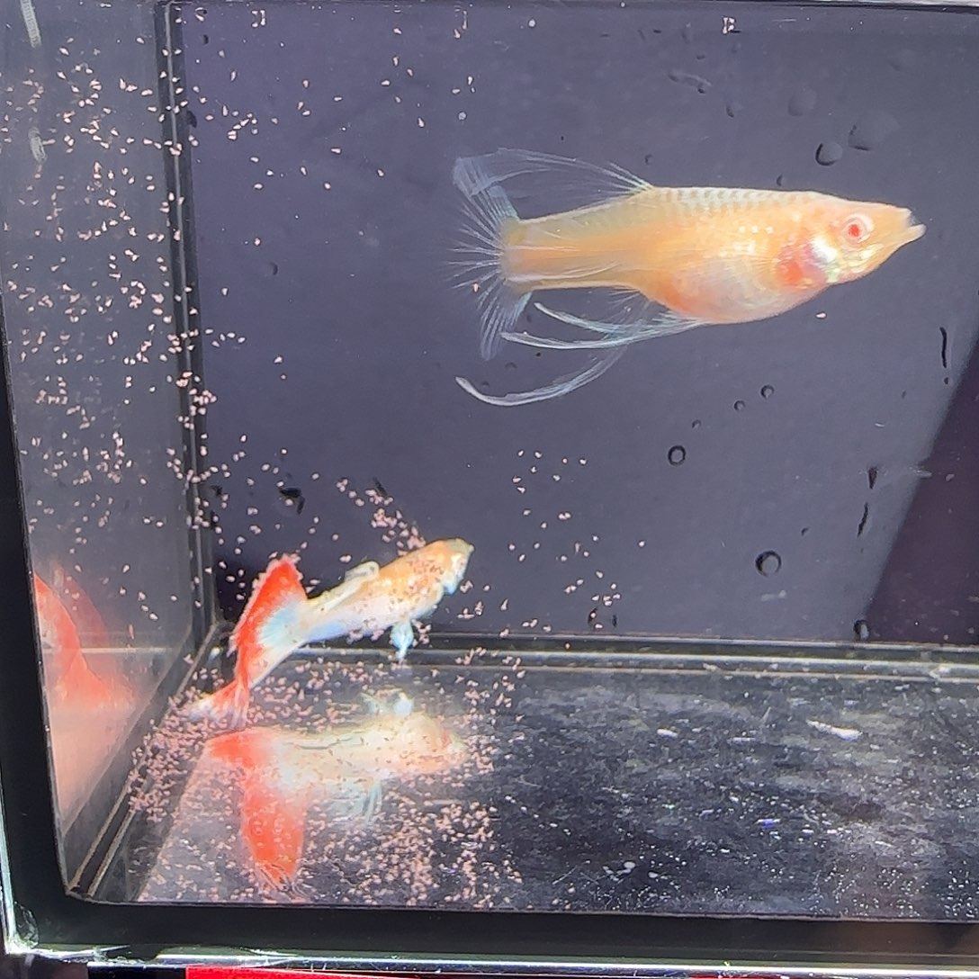 孔雀鱼火烧云大c一对