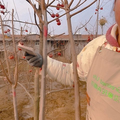 兰***缝柿子树柿子树柿子，