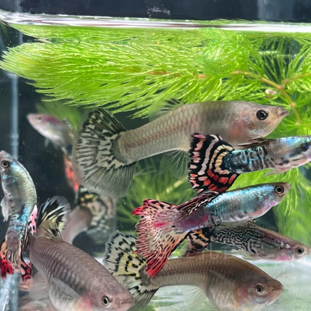 精品花老虎孔雀鱼，小型观赏鱼淡水鱼，好看好养易繁殖凤尾胎生