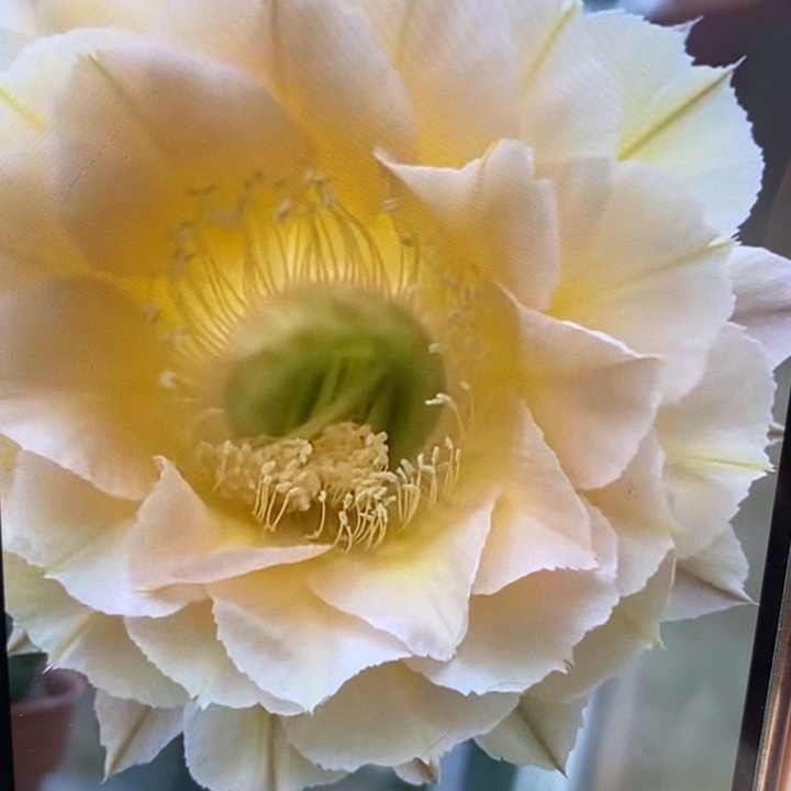 彩草530侧芽3.5公分左右