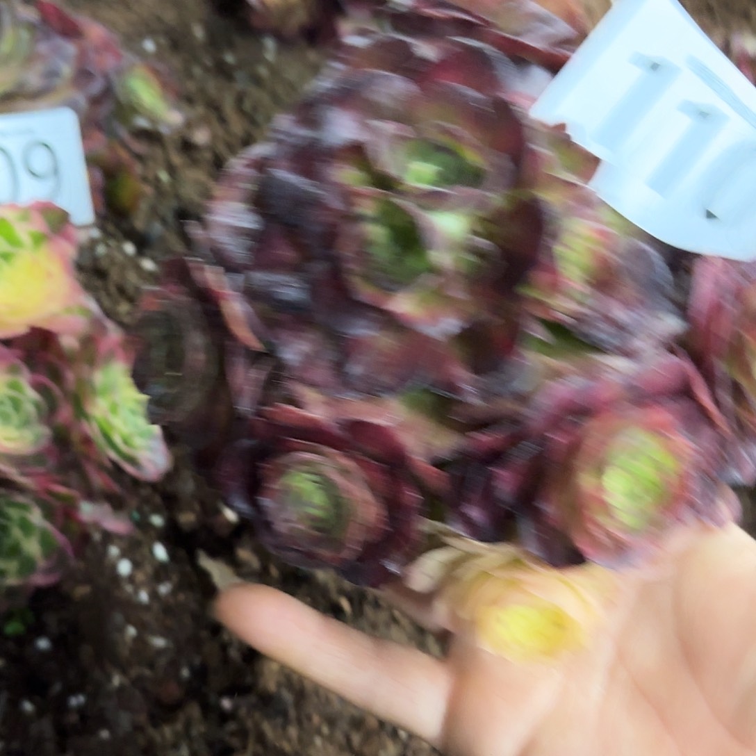 多肉植物海王七彩110
