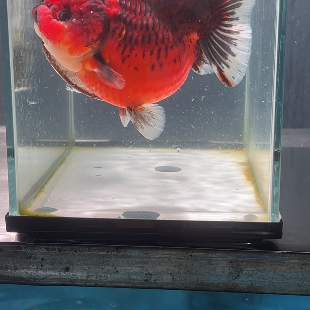 金鱼03189655588599988