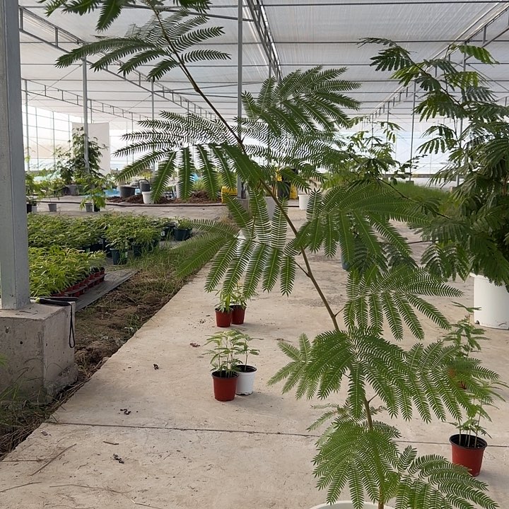 6****完全开放密叶猴耳环一物一拍