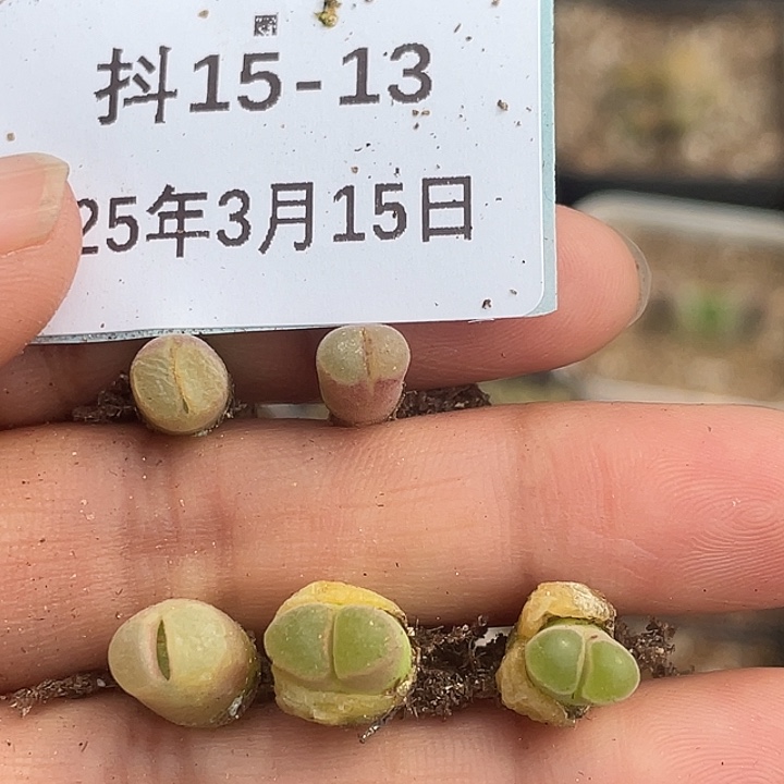 15-13小骚粉多肉植物