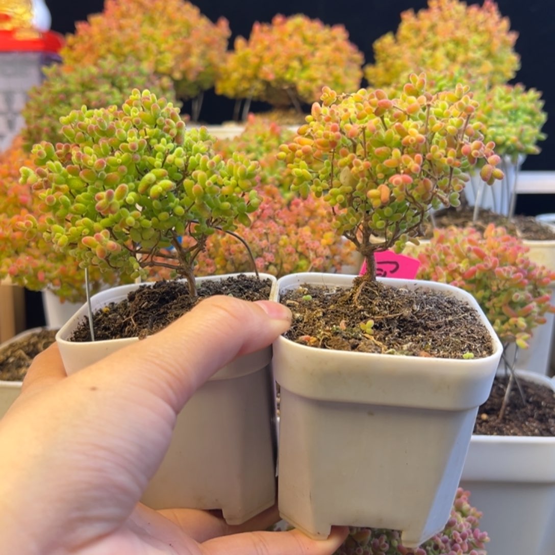 枝干 枝干 枝干 枝干