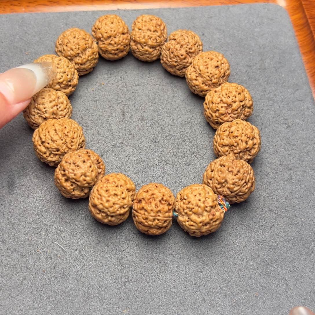 菩提18号尼泊尔大金刚19-20五星蜂王