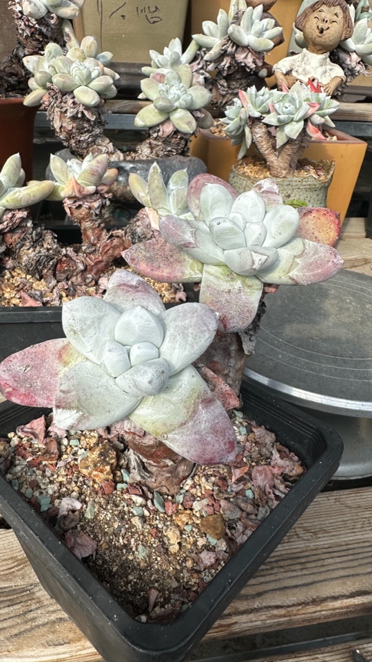 野生红拇指仙女杯