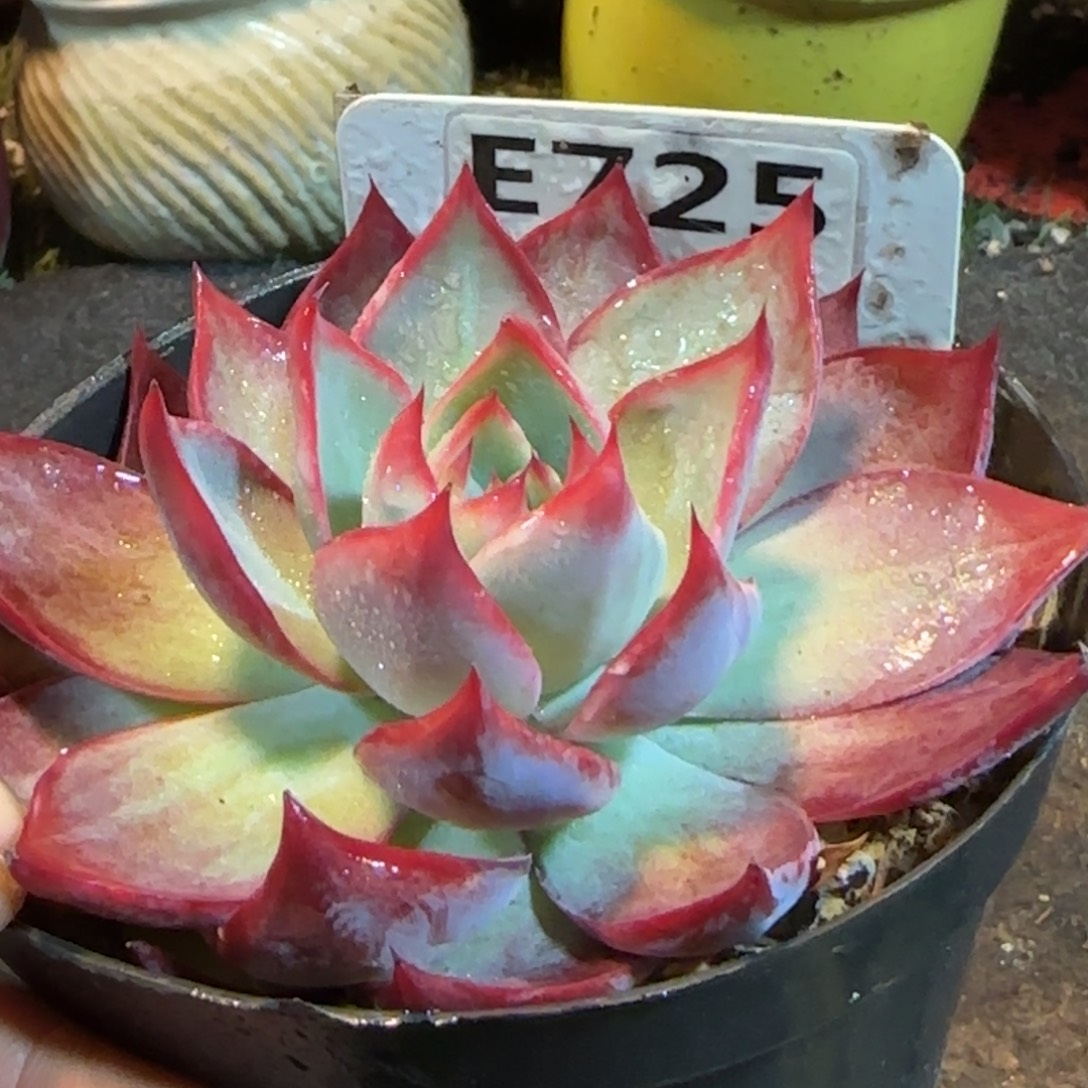 惊鸿一物一拍包装收缩花旱725