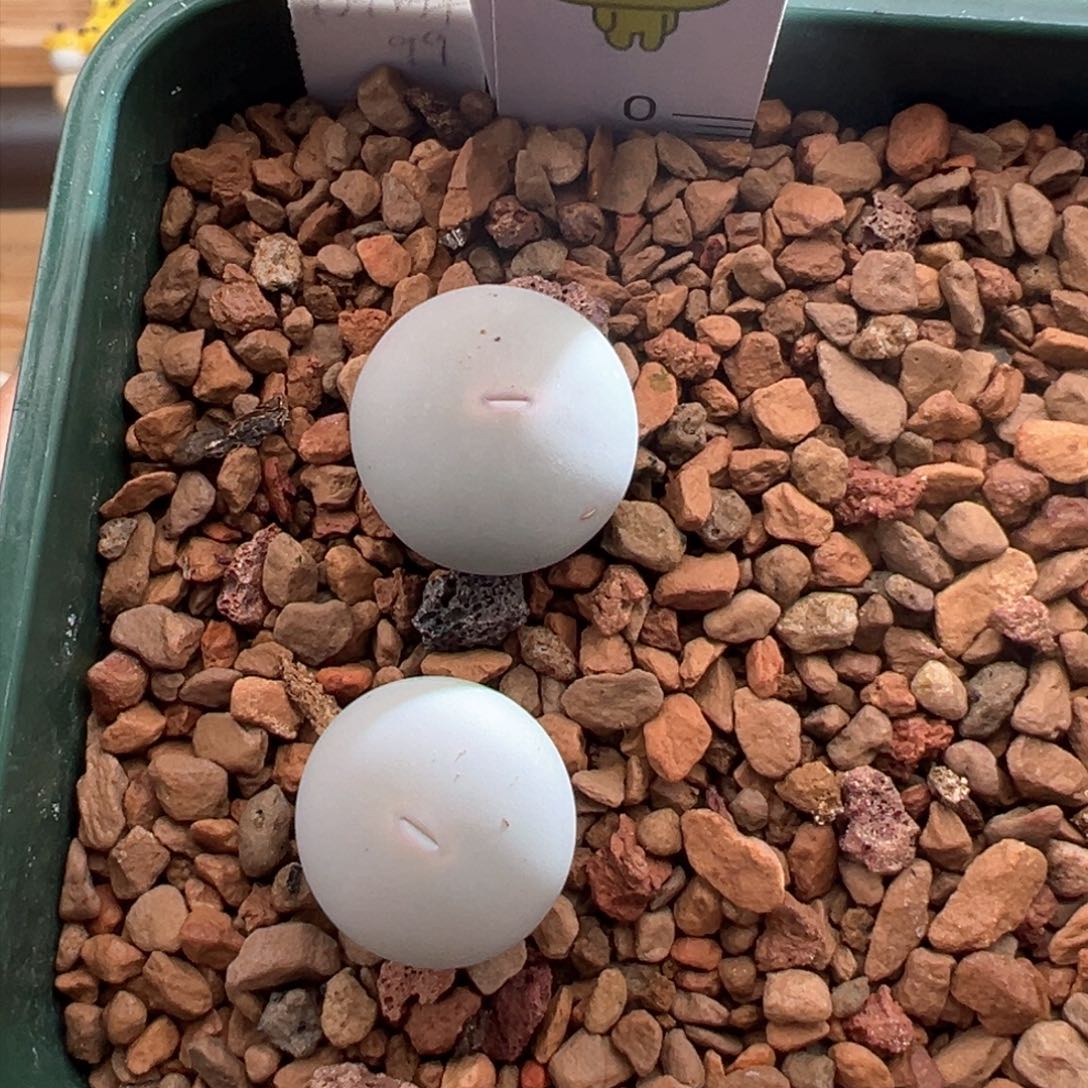 M****?314。青蛙优选434V嘴两颗