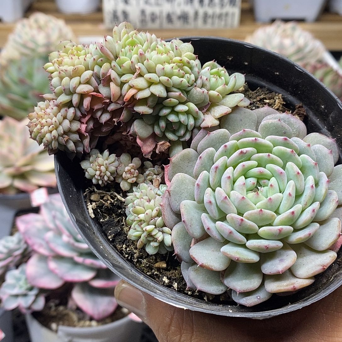 02115 白胖子缀化