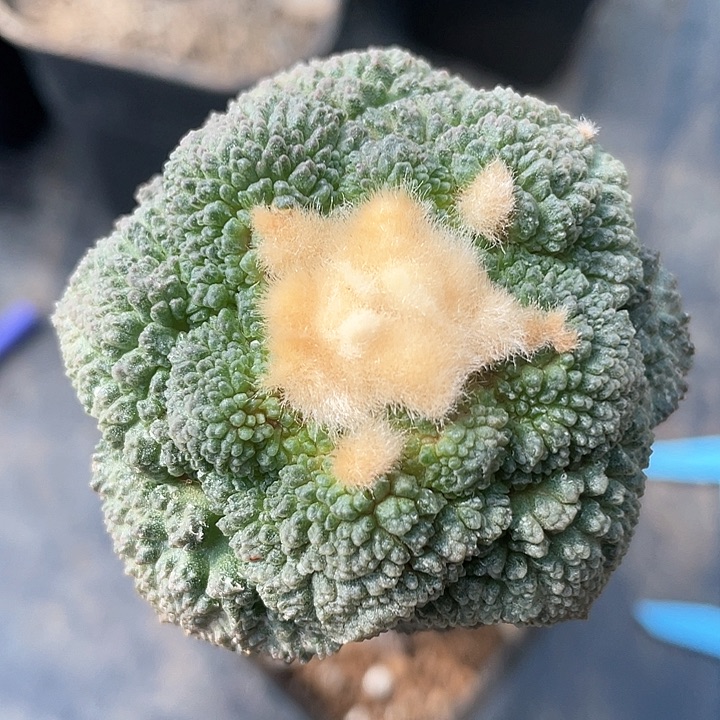 哥斯拉5.8公分仙人球308