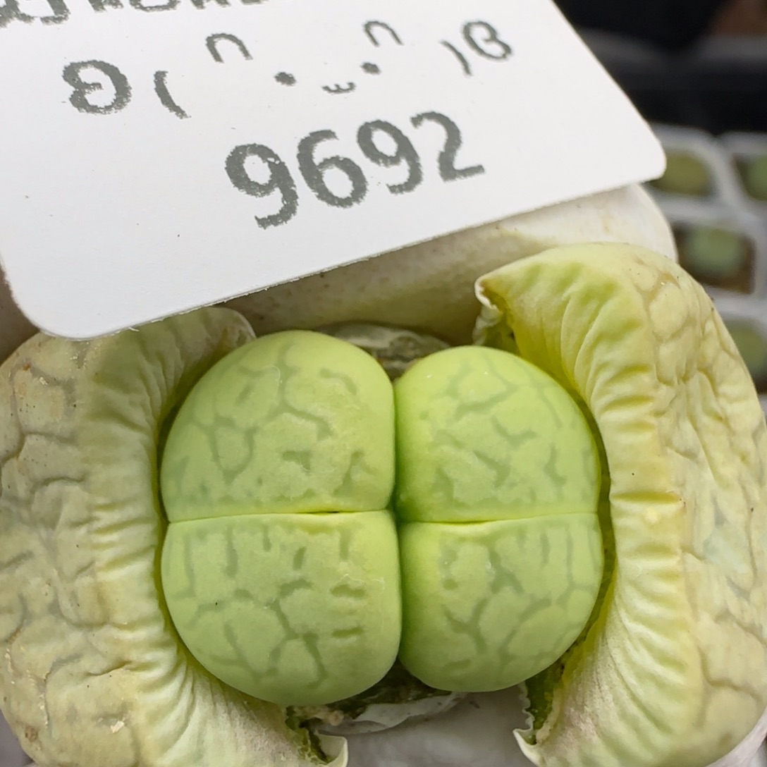 9692。默认脱土。18包邮。偏远88包邮