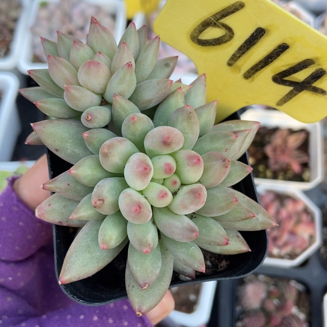 6114岩字多肉植物