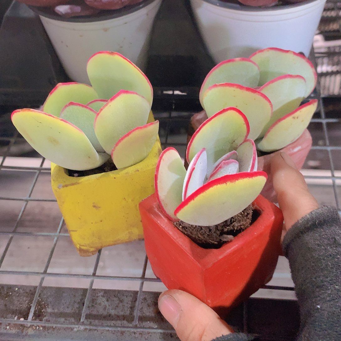 4颗白眉456778999999