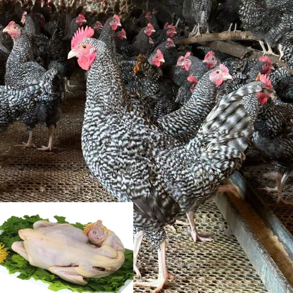 正宗半大黑芦花鸡散养土鸡农家自养跑山鸡肉质鲜美口感好