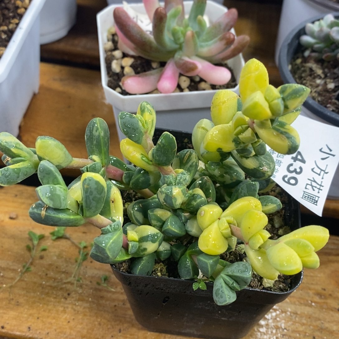 439鹿角海棠锦小群生