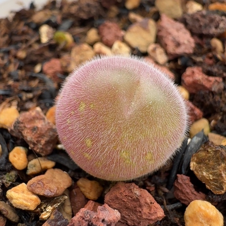 3565带盆发货88888888