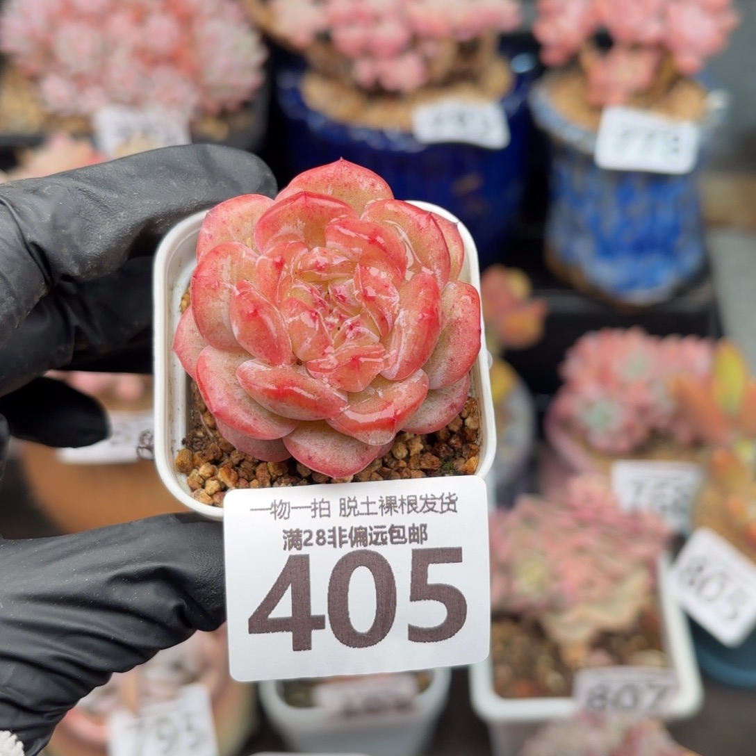 财富c9无盆土发货
