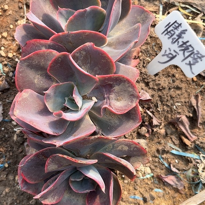 天空之城多肉植物