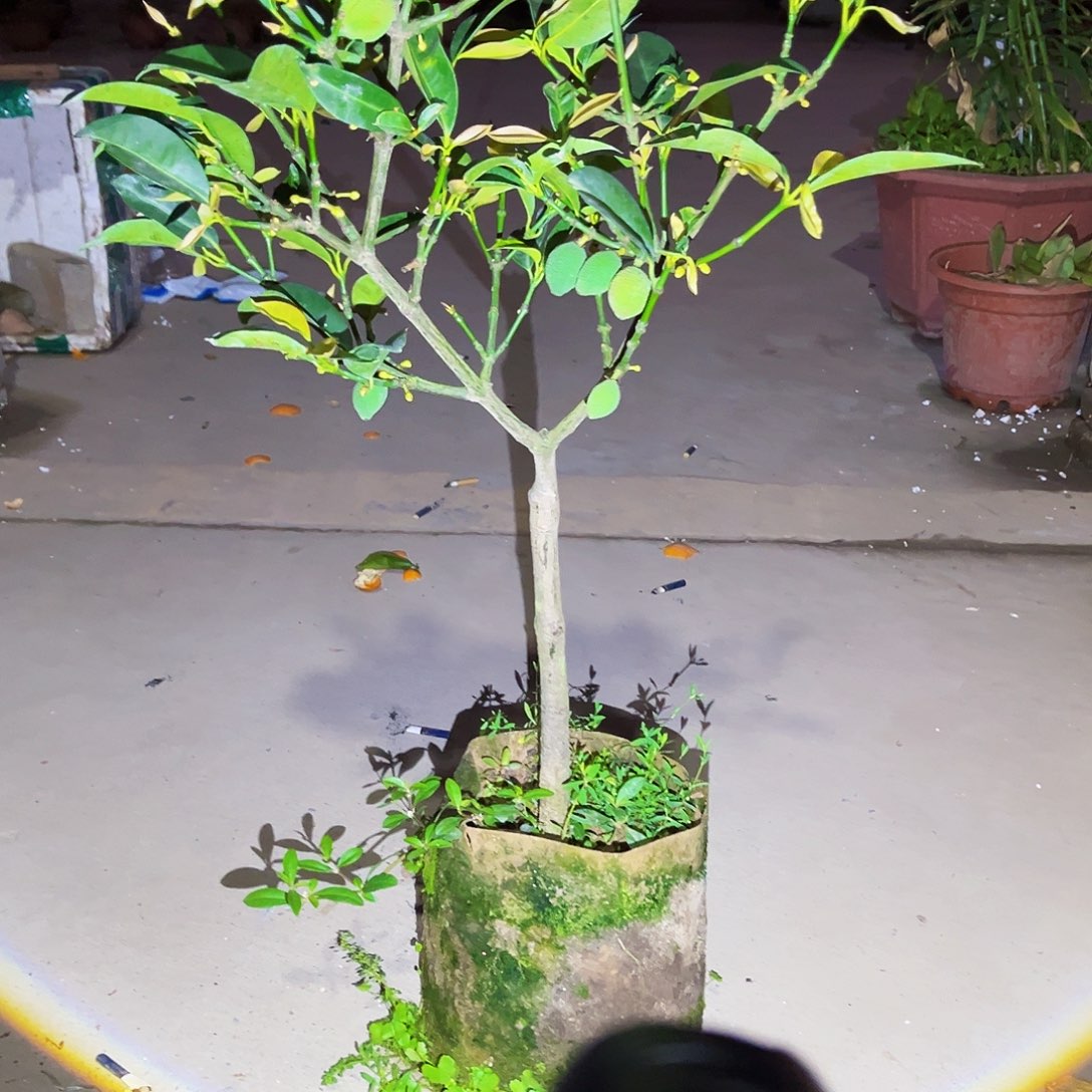 J***C完全开放果树88888888