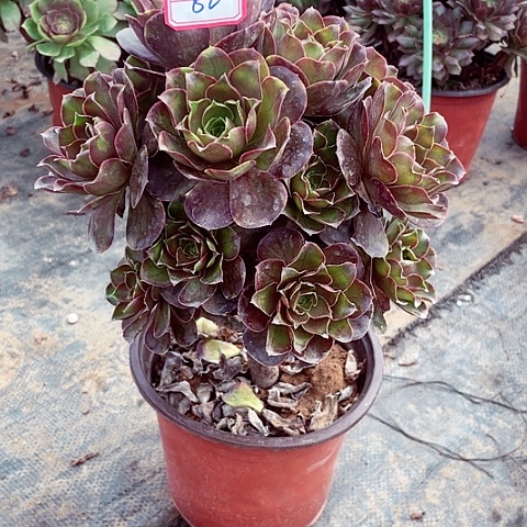 美金玫瑰多肉法师82号