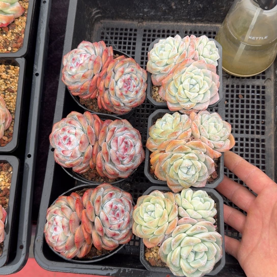 6颗一起一物哟的