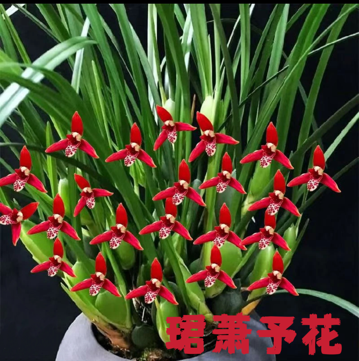 【珺萧予花】咖啡兰 浓香型 带花发货 满屋飘香