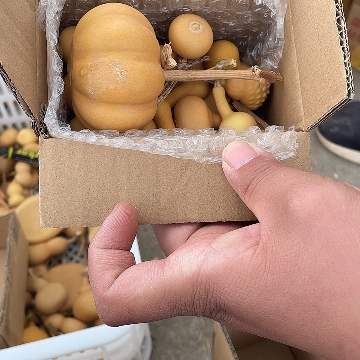 美国夹扁微瑕不退不换