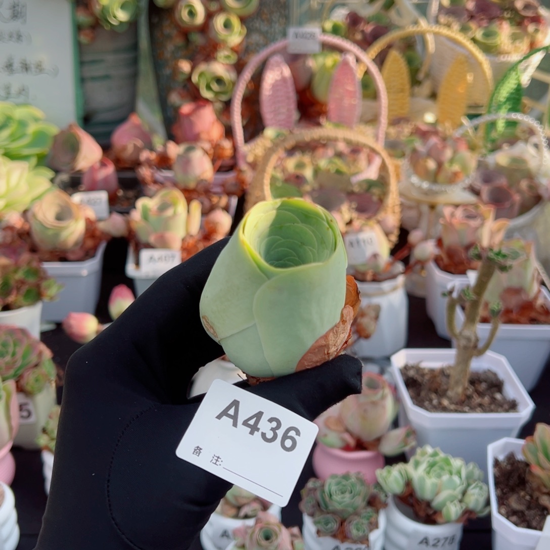 鑫***鑫436黄绿酒杯老桩。   一物一拍