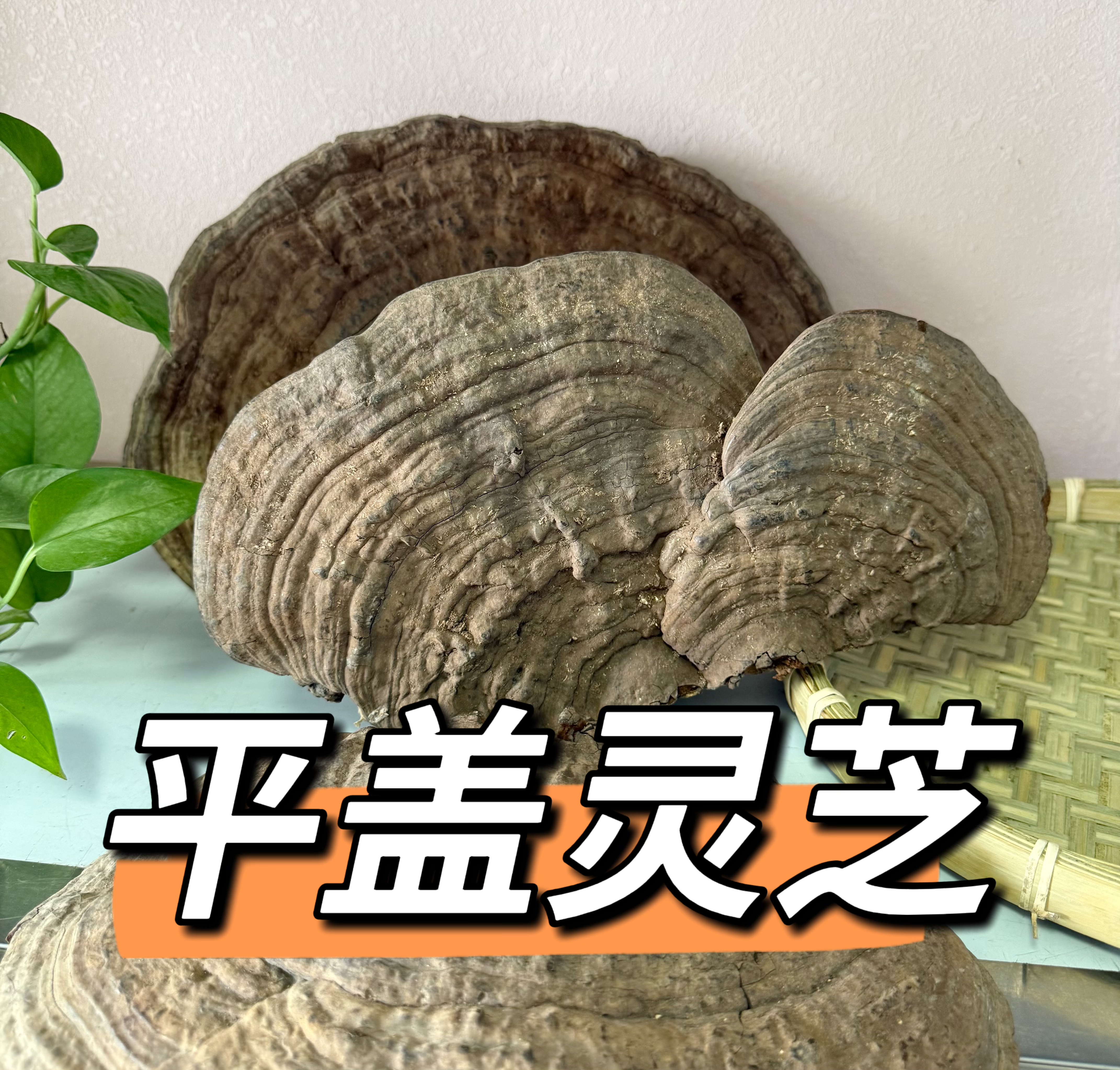 平盖灵芝（青灵芝） 煮水 煲汤  包邮