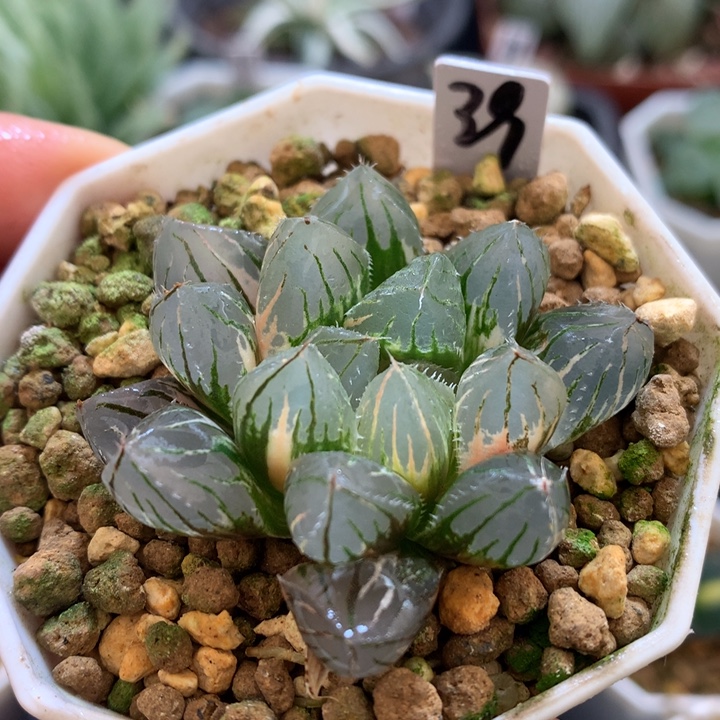 oh玉露锦，带盆一起