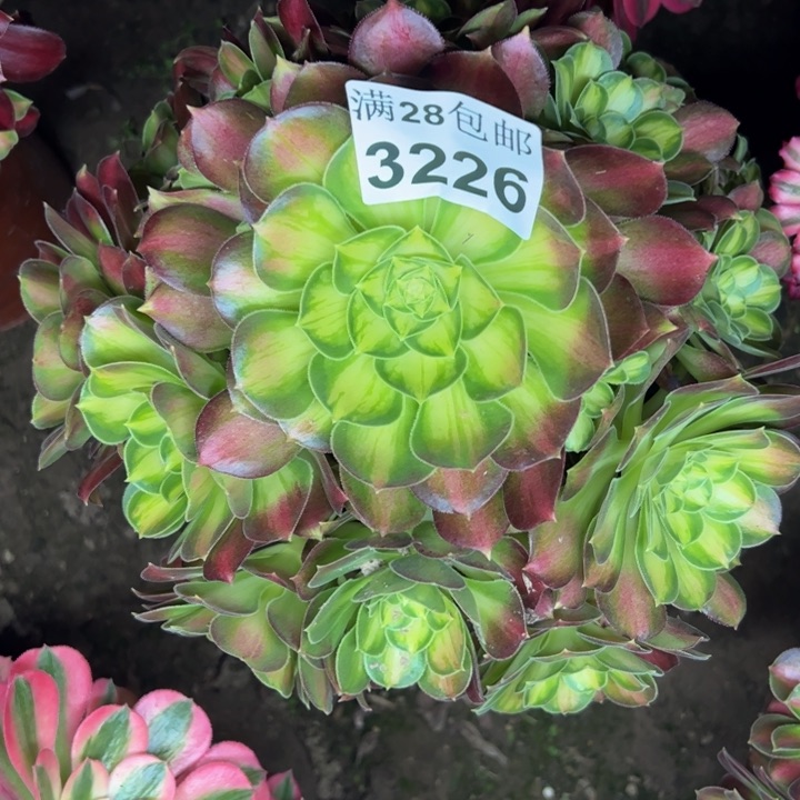 3226韶华多肉植物