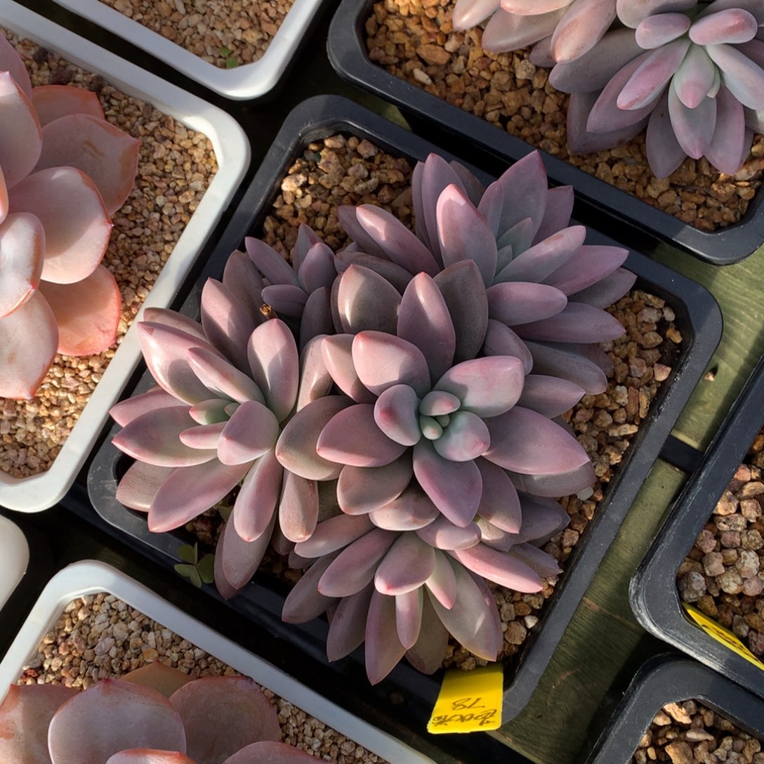 芭比粉 多头  一颗    