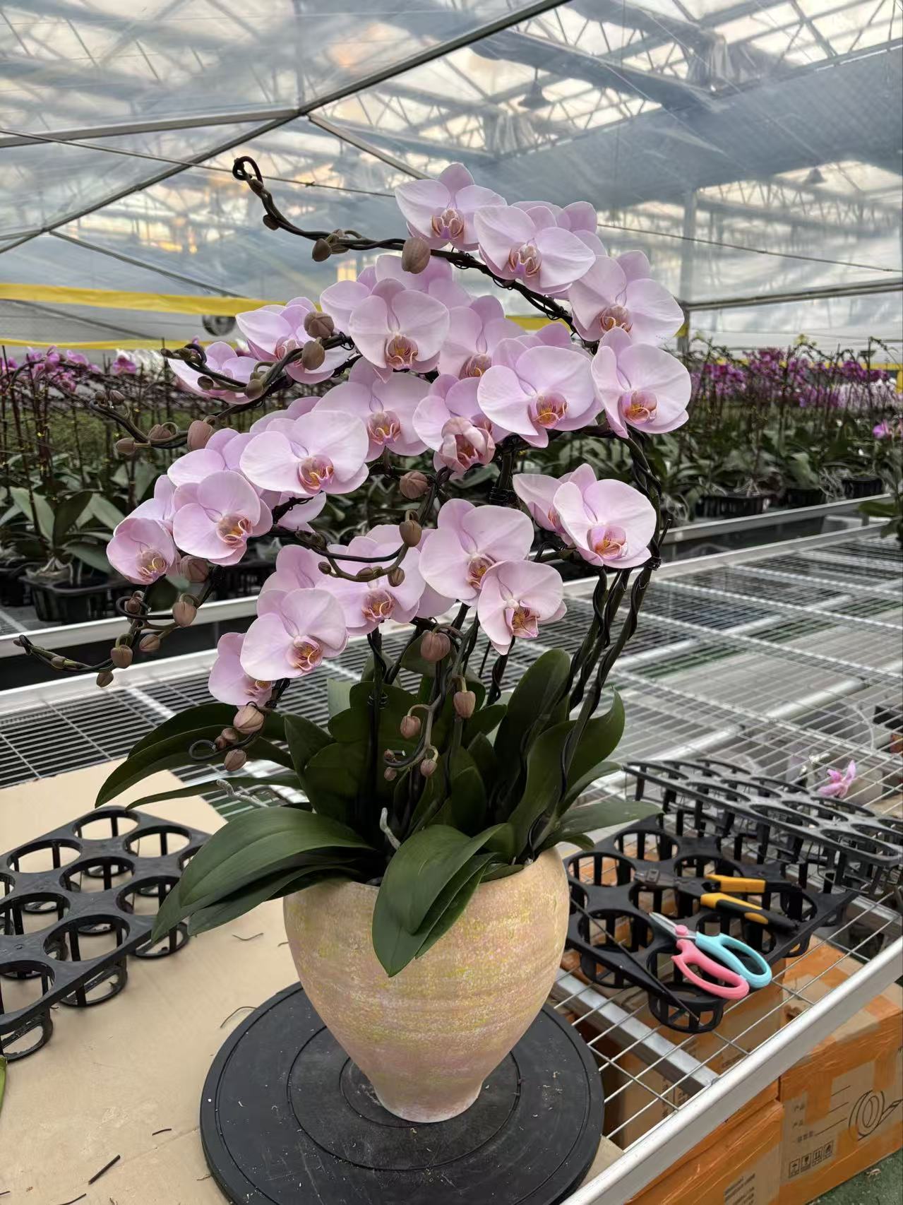 【奶油8棵组盆】蝴蝶兰艺术盆景一物一拍-乔迁开业送礼（仅限北京）