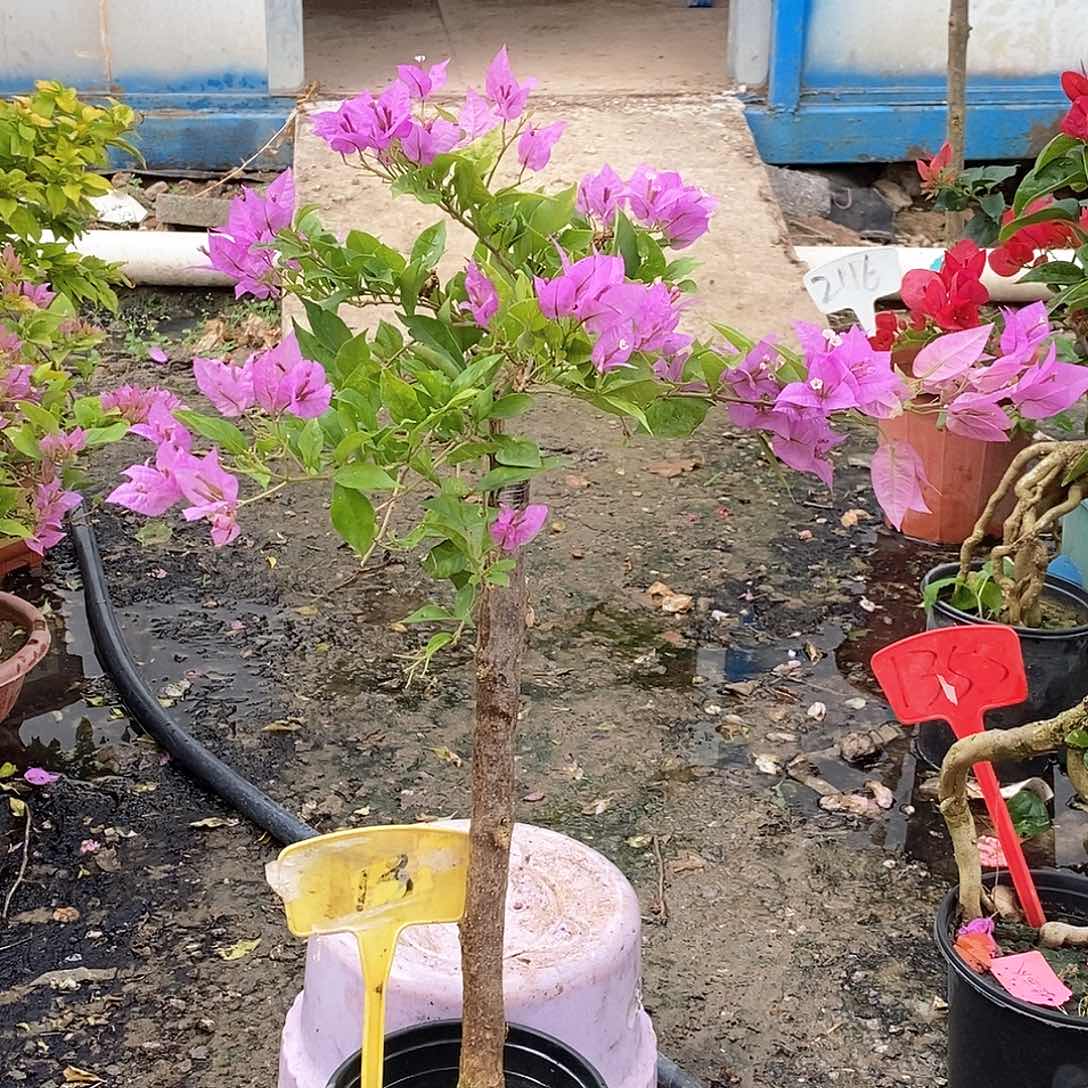 大部分开放少量花苞粉红豹89