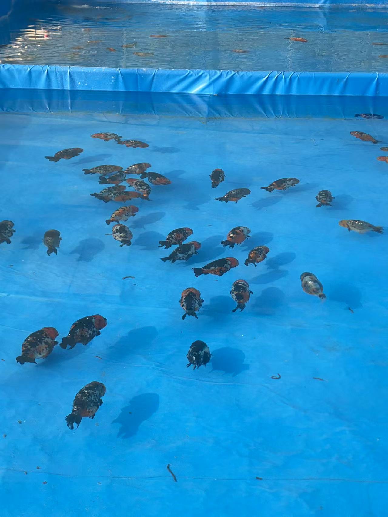 强哥渔场 泰狮亚成（运输中不接受退货，活体不得拒收）