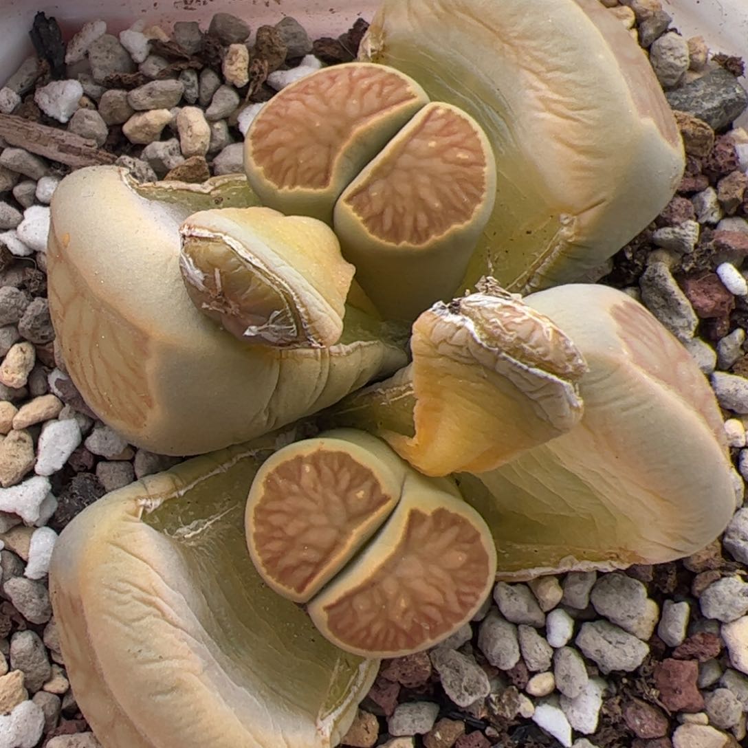 0474号菊 多肉植物