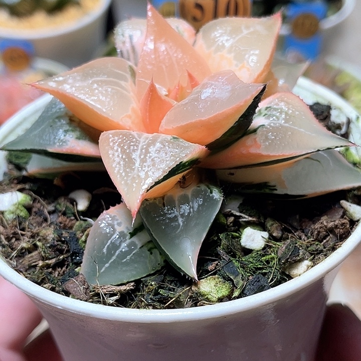 510酒吞锦母本特选福利