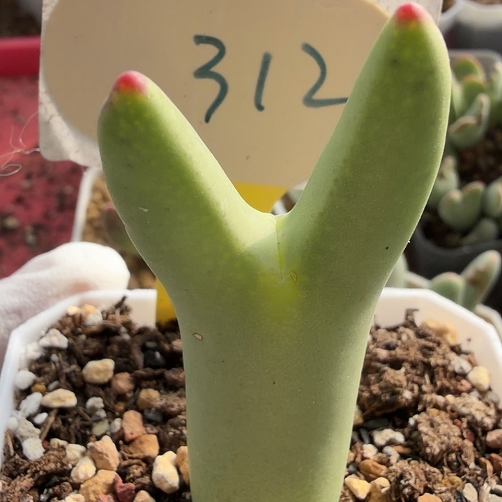 小***子312nnnnnnnnnnnnnnnnnn