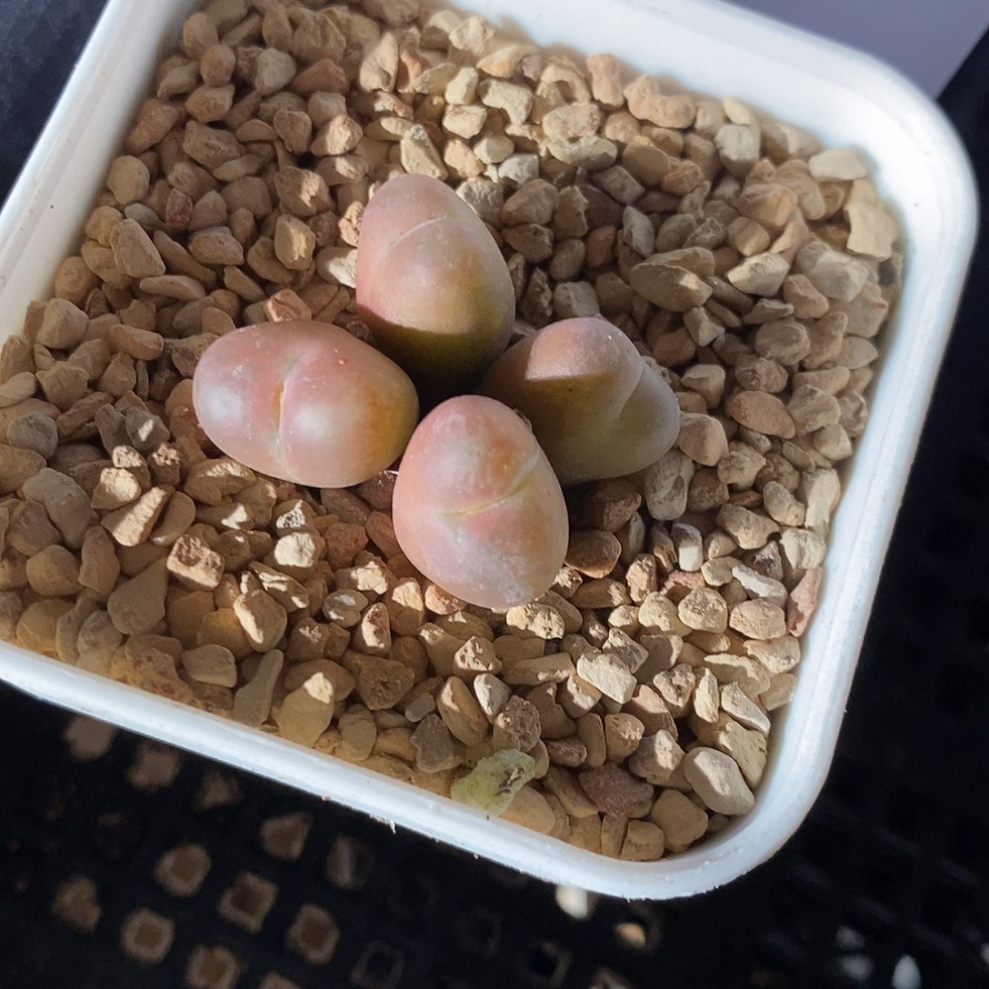 28346。  吕毛周正四头。 